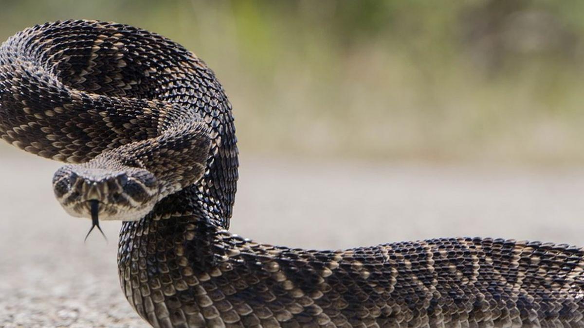 turist muscat de vipera la cascada bigar gestul gresit facut de barbat