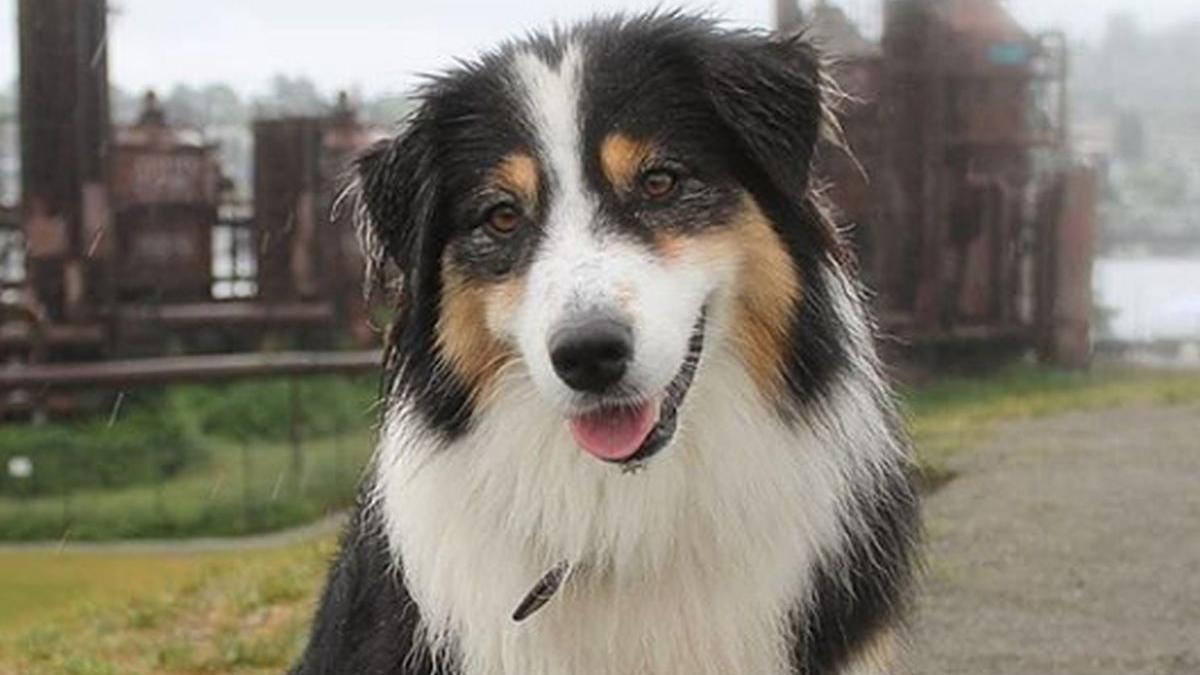 ea e aussie catelusa care ia parte la jocuri de societate alaturi de stapanii sai vezi filmarea