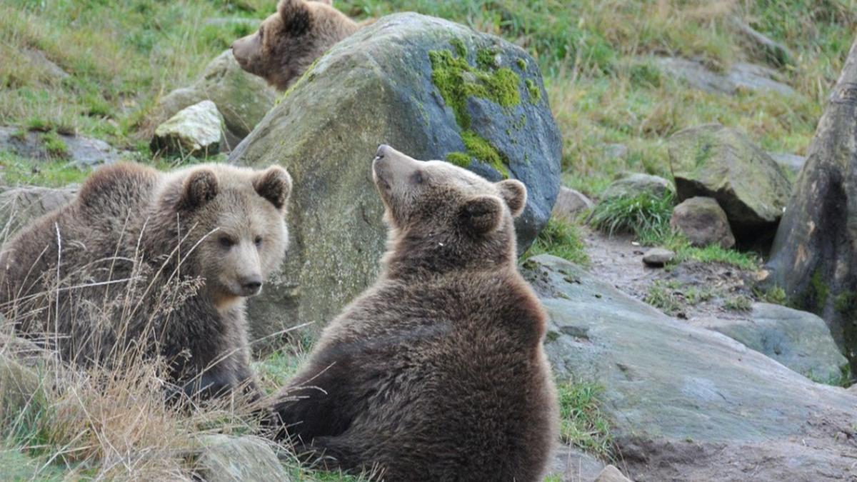 panica in arges mai multi elevi care sarbatoreau finalul anului scolar au fost atacati de o