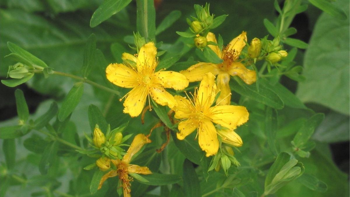 putini romani stiu asta ce se intampla daca pui pojarnita sunatoare deasupra unui tablou sau a unei