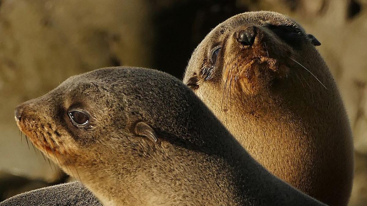 zeci de foci moarte au fost gasite pe tarmurile marilor arctice oamenii de stiinta nu stiu ce a