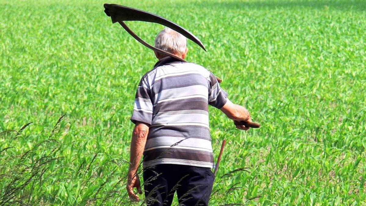 caz incredibil in dumbrava rosie un barbat a murit dupa ce a cosit fanul pe camp doua zile fara