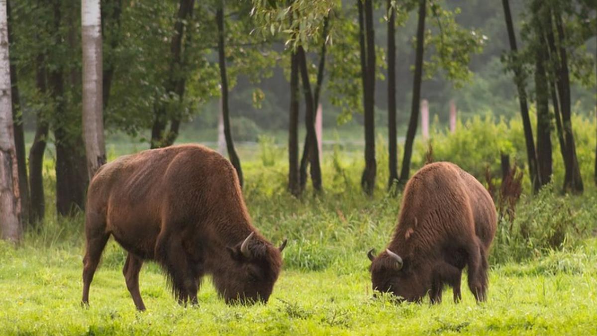 ferma cu bizoni o afacere de succes pretul colosal cu care se vinde un kilogram de carne video