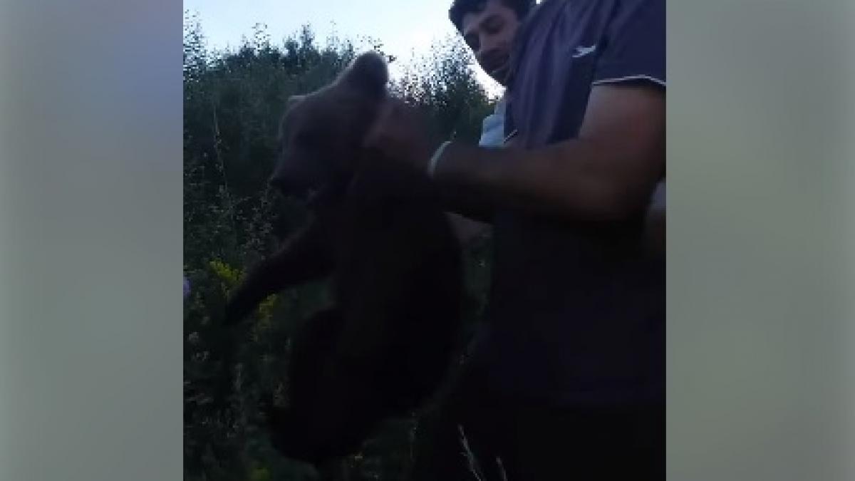 imagini socante pui de urs capturat si chinuit fara mila in brasov