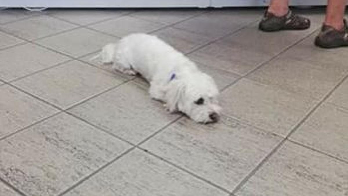 claudia era intr o benzinarie din campia turzii cand a vazut ceva ciudat printre rafturi o doamne