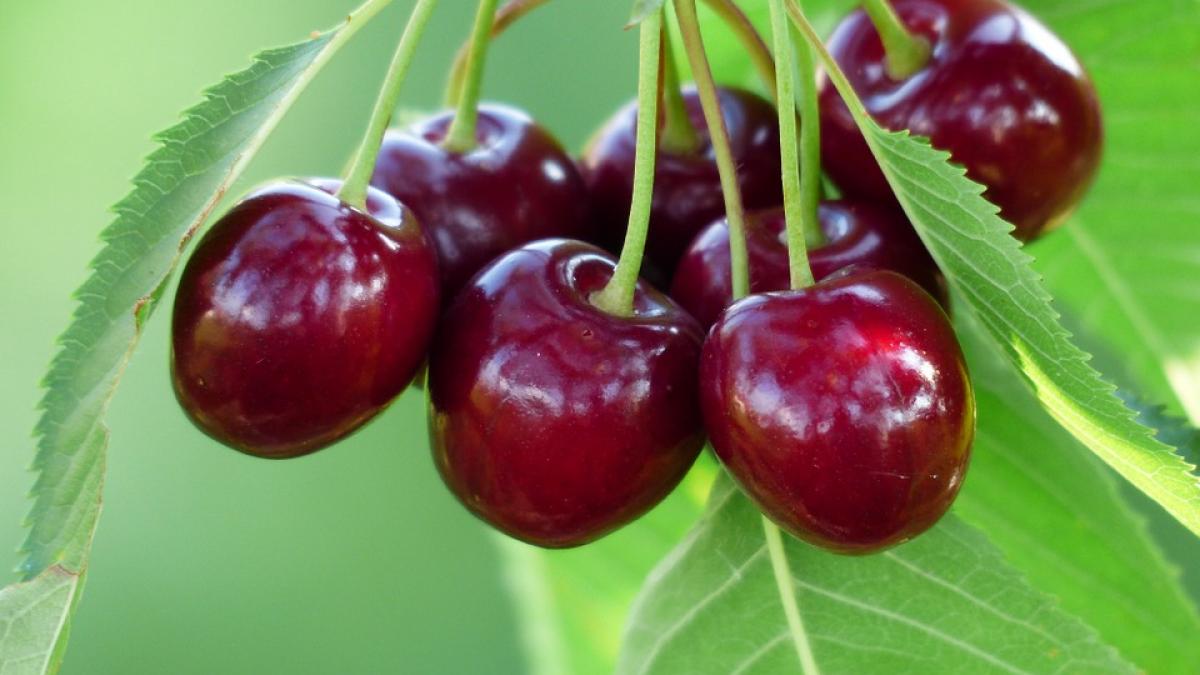 e adevarat ca cel mai mare cires din europa se afla in romania