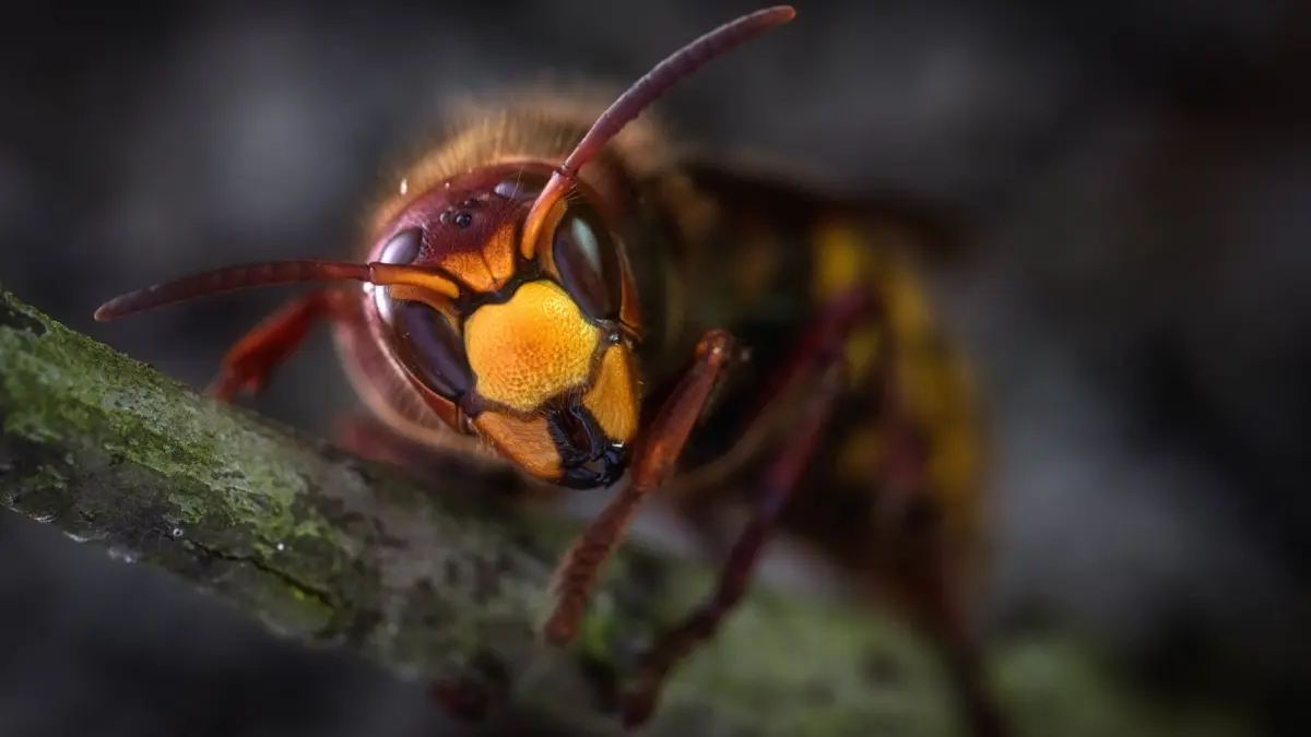 invazie de insecte periculoase in marea britanie pot ucide cu doar o intepatura