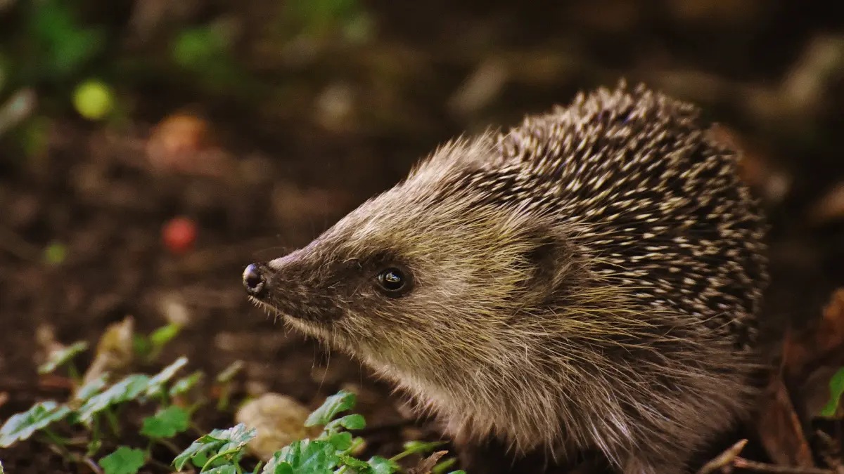 noi semne de circulatie in marea britanie pentru prevenirea accidentelor si salvarea animalelor