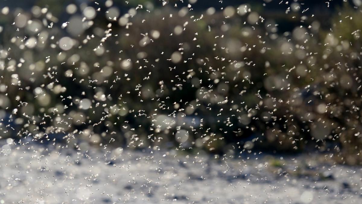 se plimbau seara pe malul muresului in arad cand au vazut ceva incredibil doamne sunt milioane