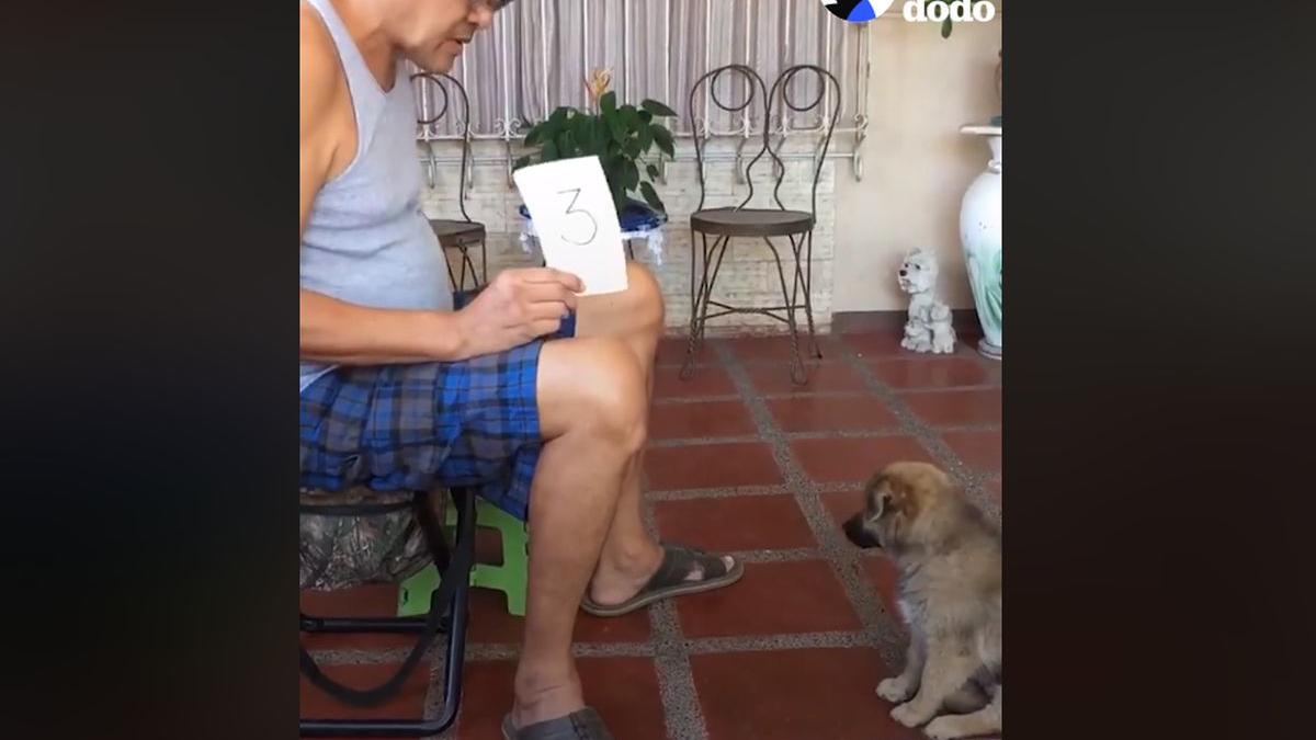 acesta e cel mai destept catel din lume stie sa numere si sa faca calcule matematice fara nicio