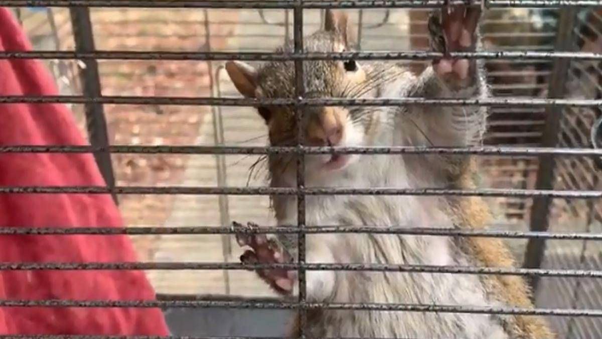 descoperire incredibila in timpul unei perchezitii un barbat a drogat o veverita cum a fost gasit