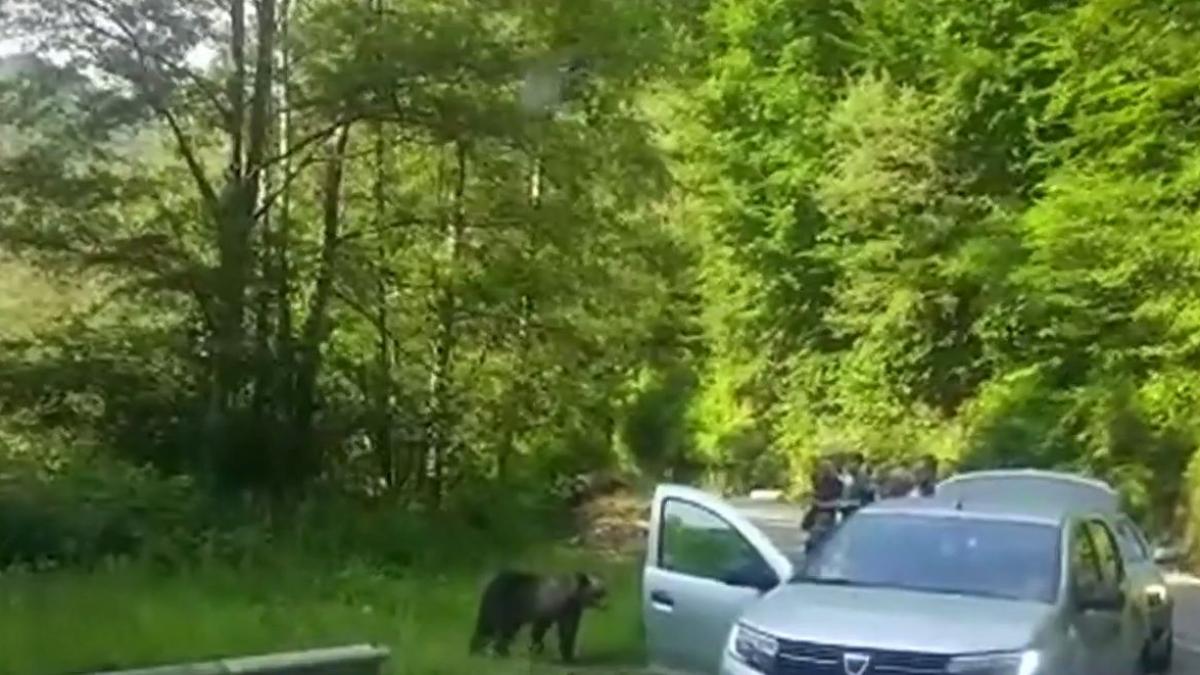 inconstienta fara margini turistii de la barajul vidraru s au apropiat de doi ursi flamanzi ca sa