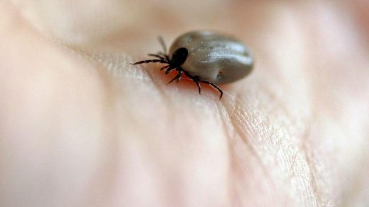 reincepe isteria intepaturilor de capuse ce trebuie sa faci daca te inteapa una