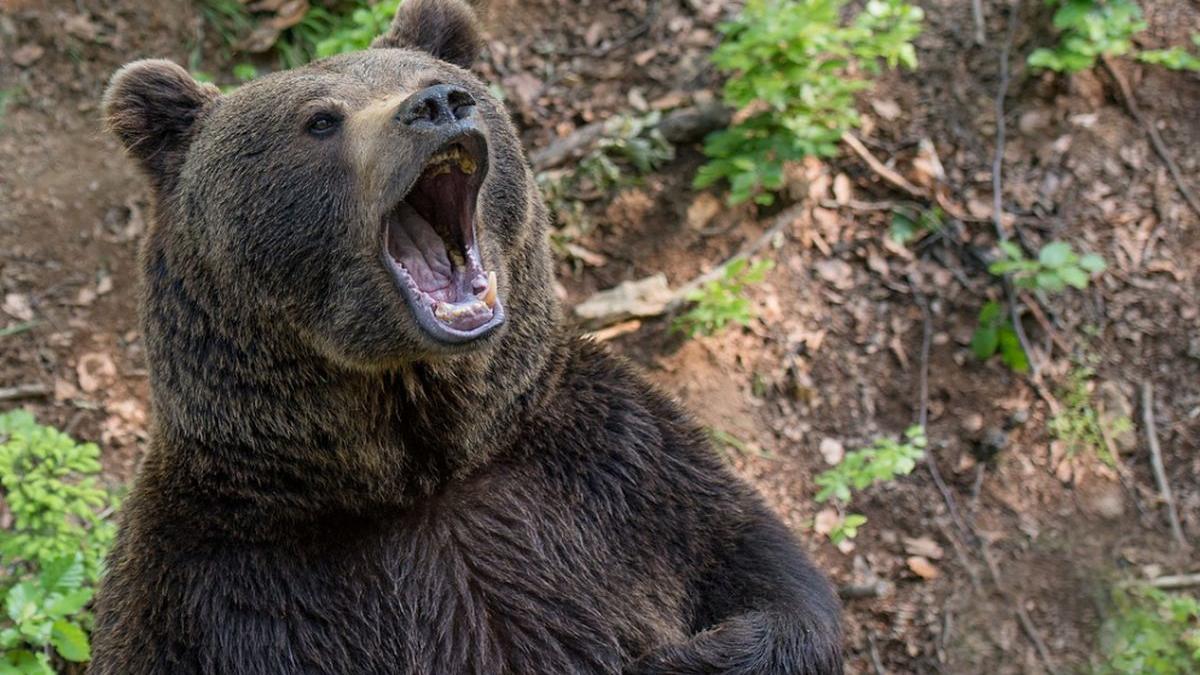 caz socant in rusia ursul m a dus in barlog si m a tinut o luna eram rezerva lui de hrana cum arata