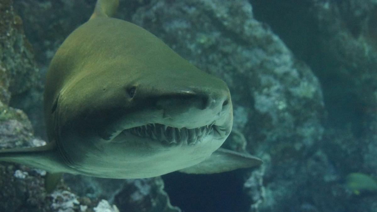 clipe de cosmar pentru o familie plecata in vacanta de vis o tanara a murit dupa ce a fost sfasiata