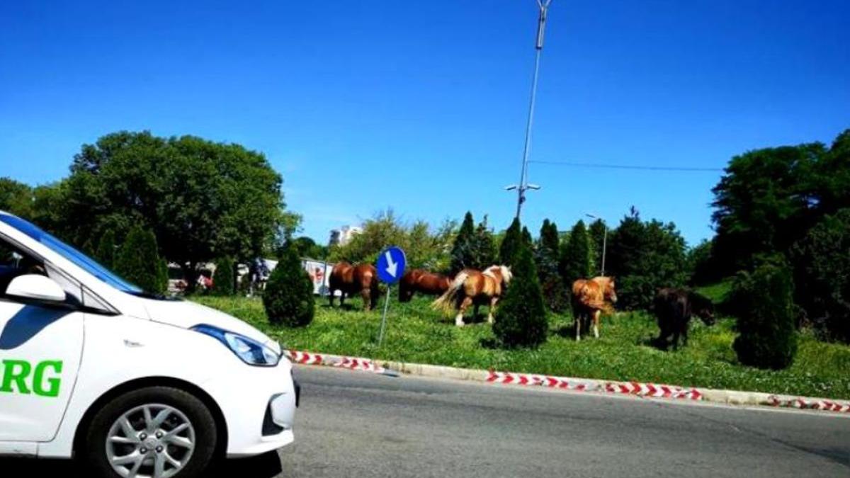 imagini incredibile au fost surprinse la cluj mai multi cai au fost filmati la pascut intr un sens