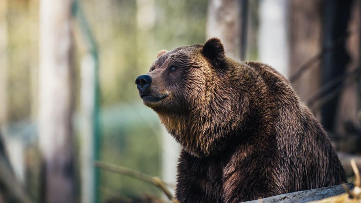 intamplare socanta aproape de transfagarasan un urs ranit a murit dupa ce a agonizat ore in sir