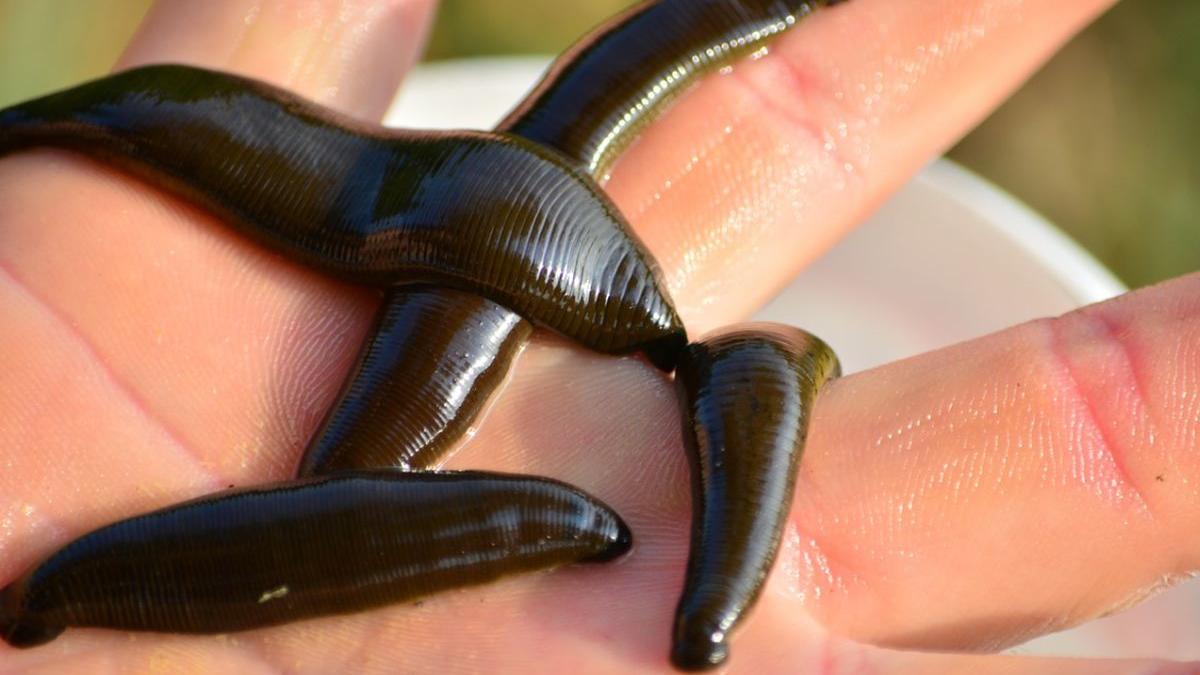 filmare cu lipitori si viermi la strandul din resita video