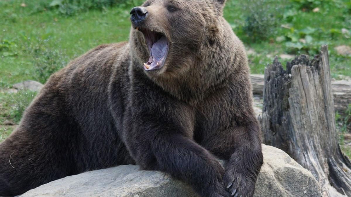 un urs a fost ranit vineri dimineata fiind accidentat de un autovehicul pe dn 1 la iesirea din