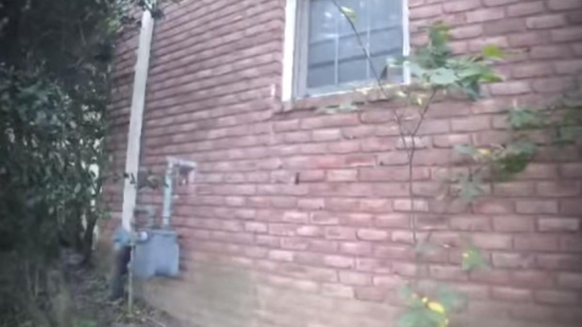 descoperirea unui apicultor chemat sa inlature un cuib de albine video