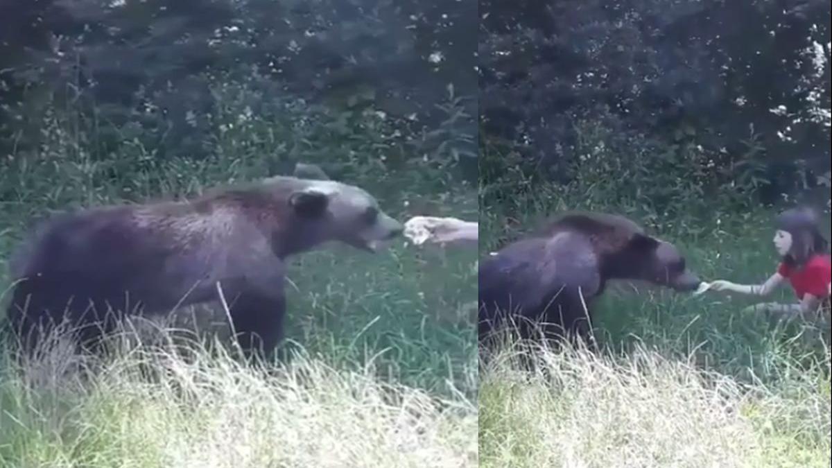 imagini socante surprinse pe transfagarasan o fetita hraneste un urs din mana