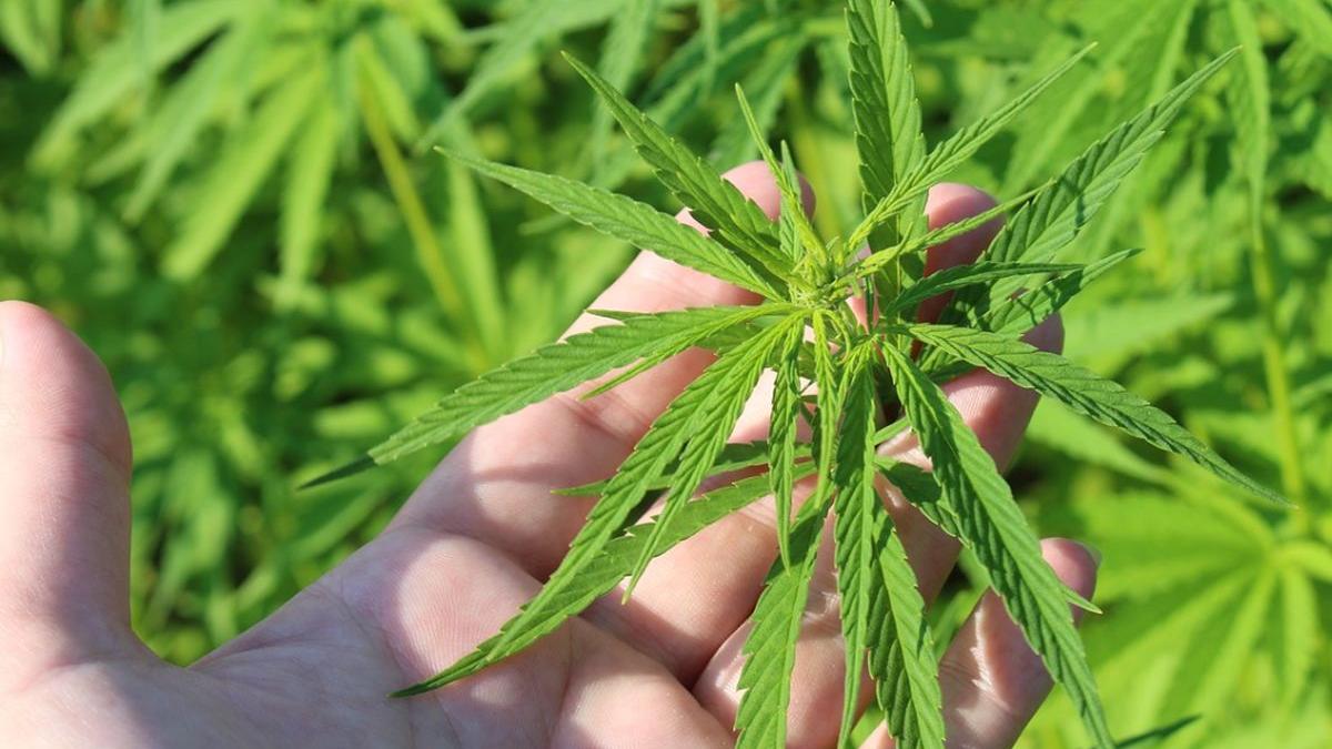 aproape 100 de parlamentari din toate partidele propun legalizarea canabisului in scop medicinal