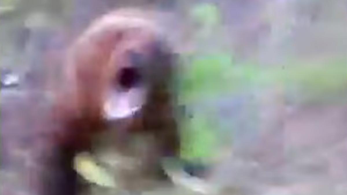 un turist roman s a apropiat prea mult de un urs in timp ce il filma cu telefonul mobil animalul a