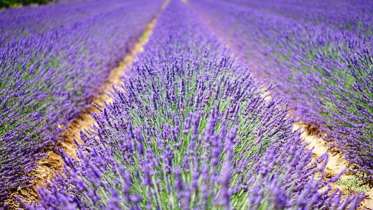 agricool mierea de lavanda o delicatesa europeana