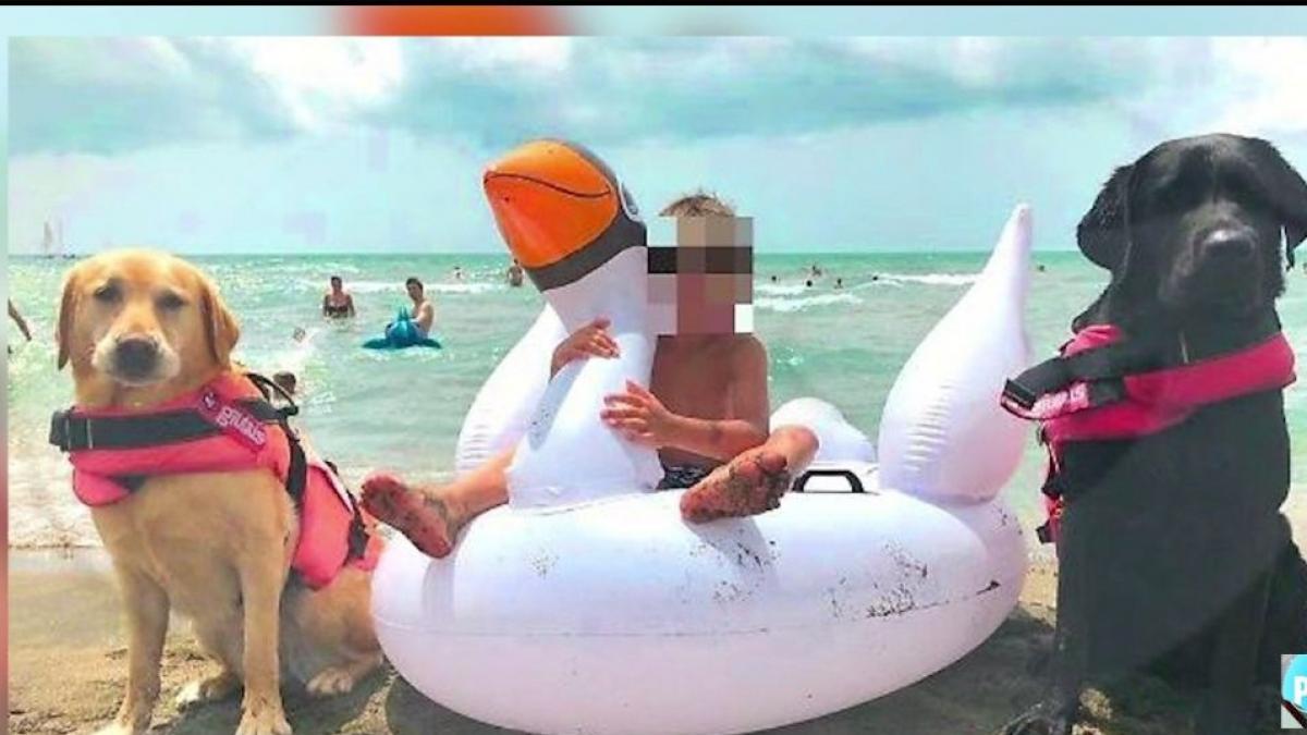 copilul unor romani din italia salvat de doi caini salvamari