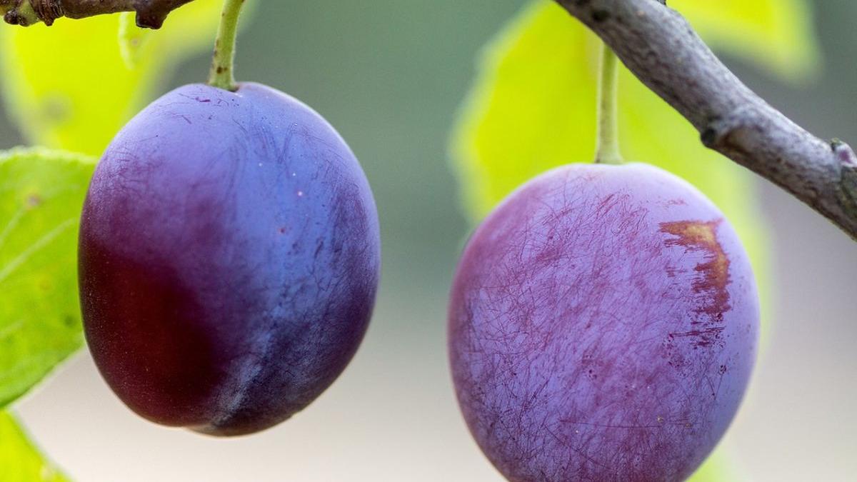 dieta cu prune scapi de un kilogram pe zi