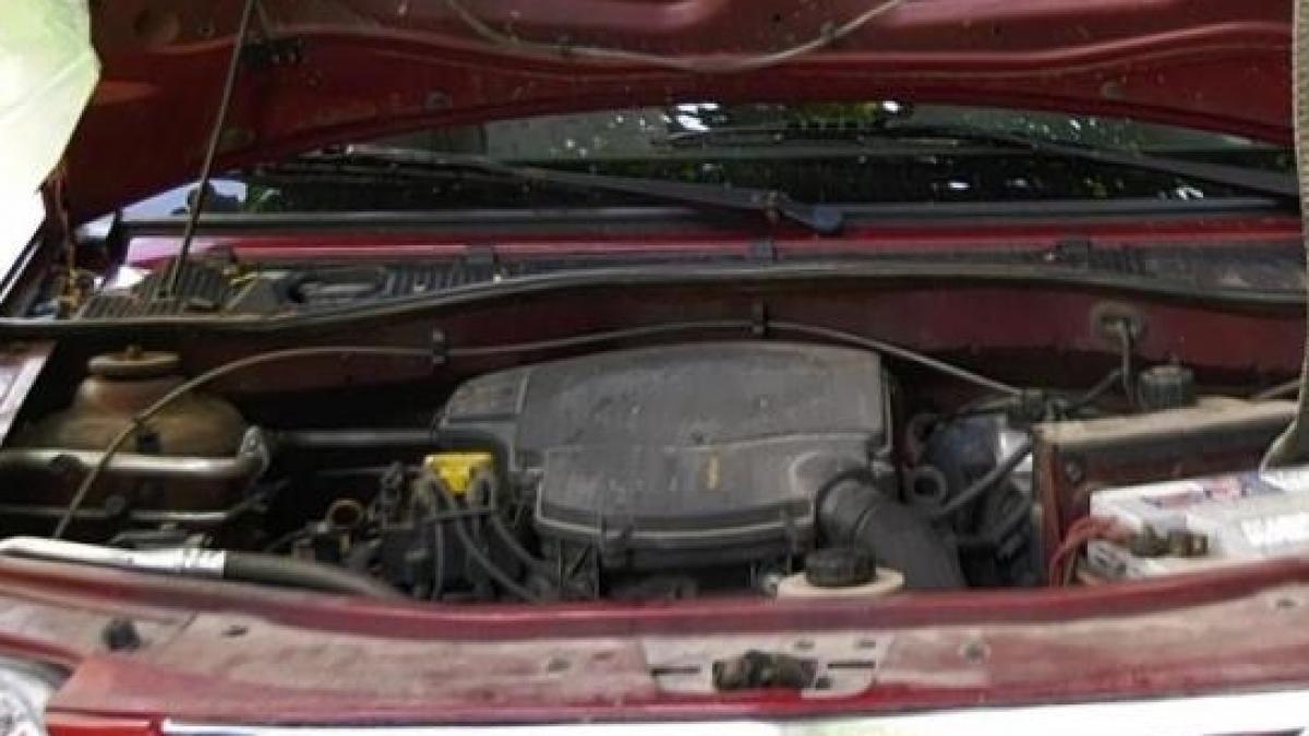 iesise in fata blocului dintr un cartier din drobeta turnu severin si a vazut mai multe pisici