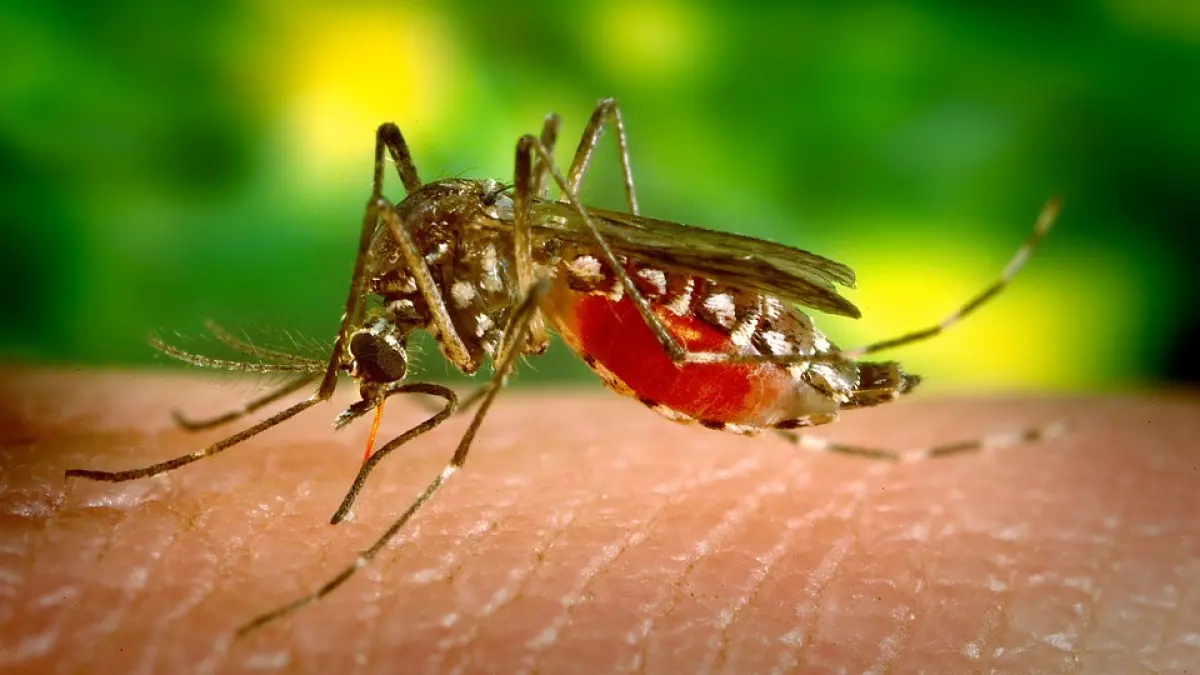 atentie barbat infectat cu virusul west nile recomandarile de urgenta ale specialistilor