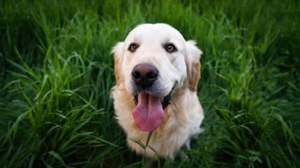 el e golden retriver ul care i incanta pe toti cu talentul lui muzical toata ziua le canta