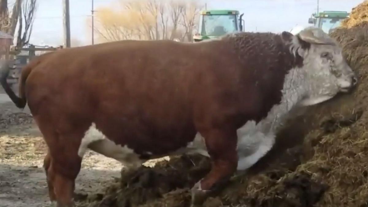 localnicii unei comune din olt terorizati de un taur agresiv un barbat a fost atacat si are coloana