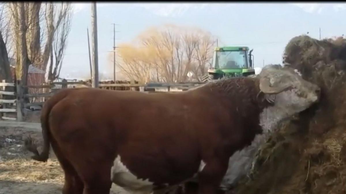 un taur agresiv terorizeaza o comuna de cateva luni de zile