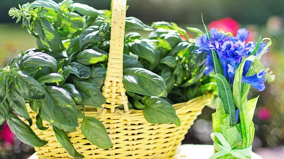 busuiocul cu miros de lamaie calitati deosebite soiul unic in lume a fost cultivat in buzau