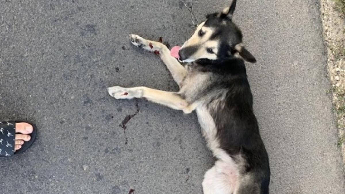 a uitat de cele sfinte un preot a legat un caine cu un lant de masina si l a tarat pe asfalt