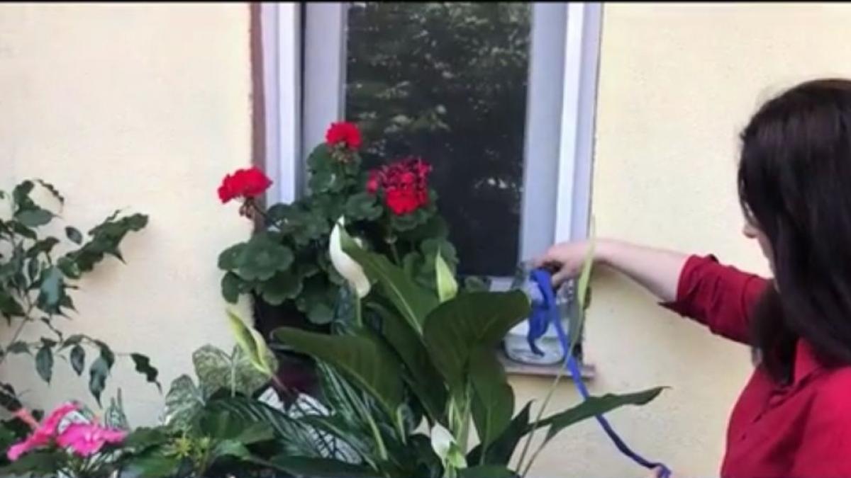 cum udam plantele din ghiveci cand suntem in concediu