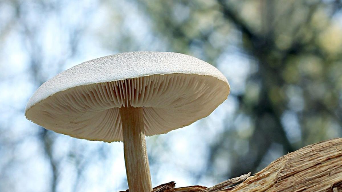 o fetita de cinci ani din brasov a fost la un pas de moarte dupa ce a mancat ciuperci otravitoare