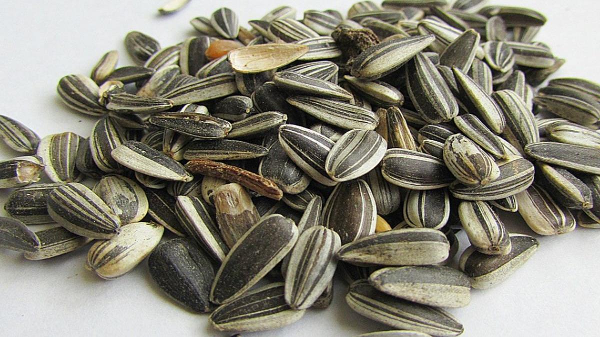 ce amenda a primit un tanar din arad pentru ca a scuipat seminte pe jos