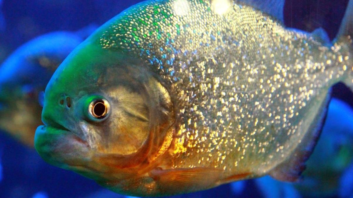 rasturnare de situatie in cazul pestilor piranha gasiti intr un lac din romania