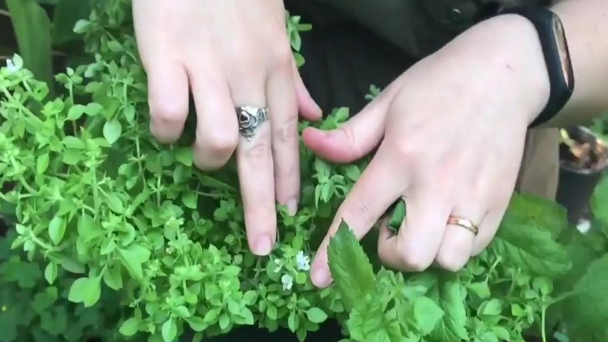 numai de bine plante aromatice sanatoase si usor de ingrijit