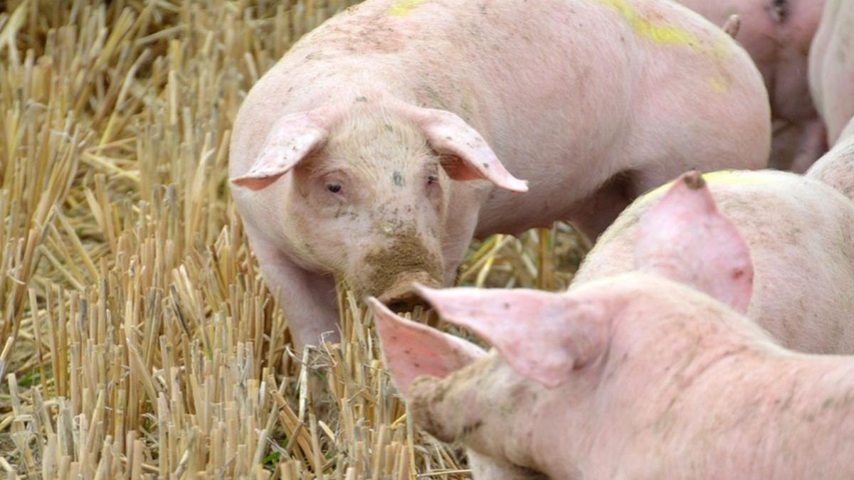 alerta de pesta porcina in doua gospodarii din dambovita