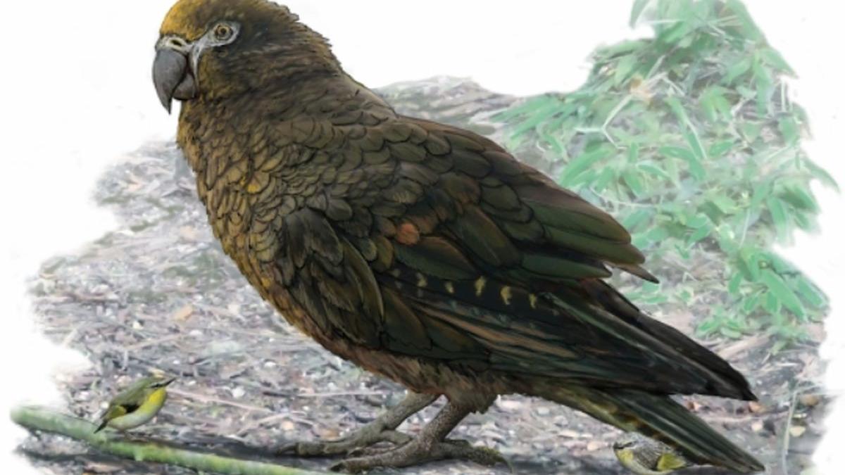 au fost descoperite ramasitele celui mai mare papagal din istorie ce dimensiuni avea