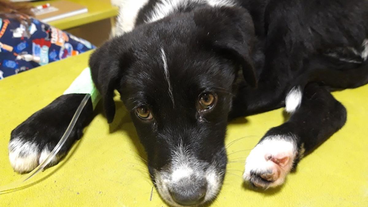 un barbat a luat un catel din curtea sa si a facut ceva incredibil totul a fost filmat de camerele