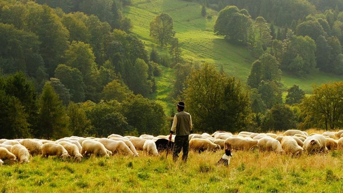 un cioban a reclamat la 112 ca ar fi fost rapit si legat la ochi ce raspuns a primit barbatul
