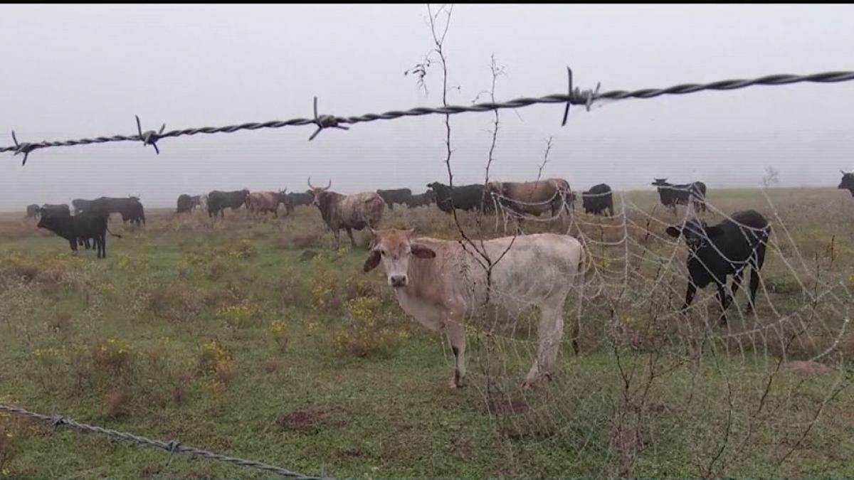 germania vrea tva crescut la produsele din carne