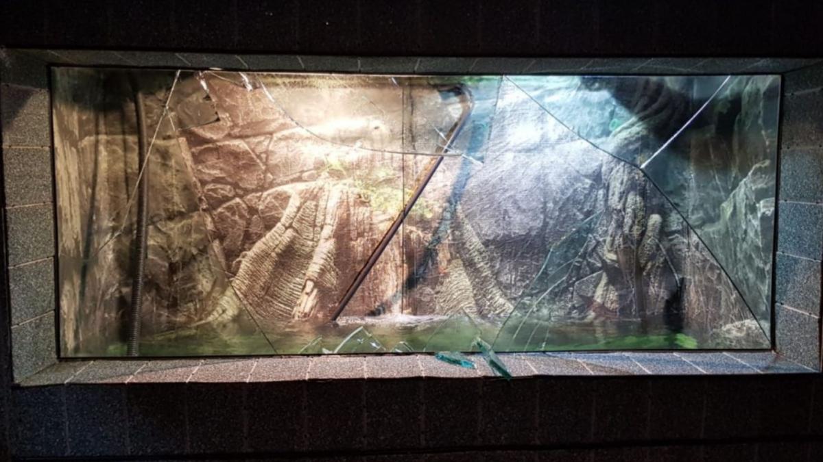 alerta la acvariul din constanta unul dintre bazine s a spart o victima