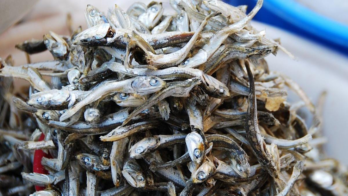 cea mai populara mancare de pe litoral e o pacaleala atentie mancam fara sa stim sprot in loc de