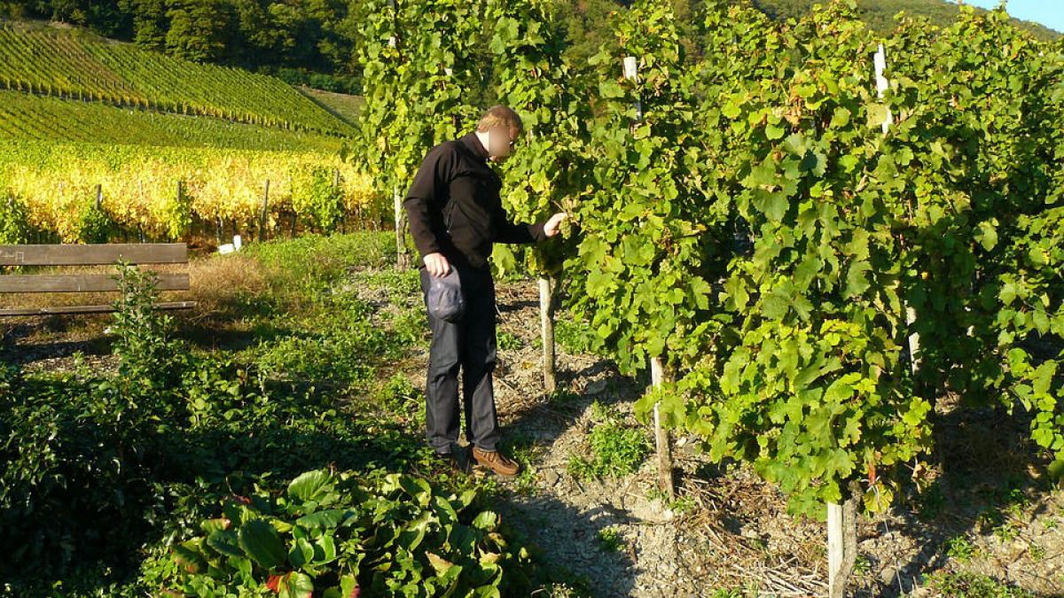 alexandru ii chema pe tineri in vie sub pretextul ca vrea sa i angajeze ca zilieri odata intrati